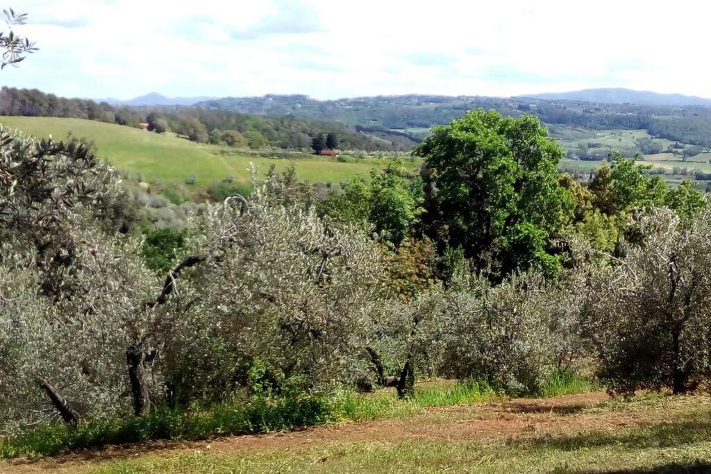 Casa Belvedere -Tranquillita Tra Bosco E Ulivi- Riparbella Exterior foto